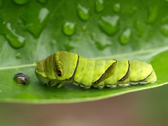 ナミアゲハ　終齢幼虫　約４センチ